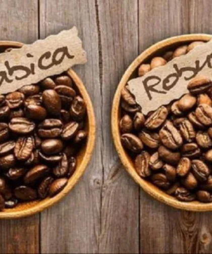 Cara Membedakan Kopi Arabika dan Robusta