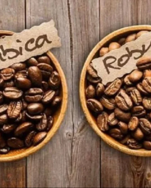 Cara Membedakan Kopi Arabika dan Robusta