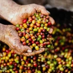 Manfaat Buah Kopi untuk Tubuh