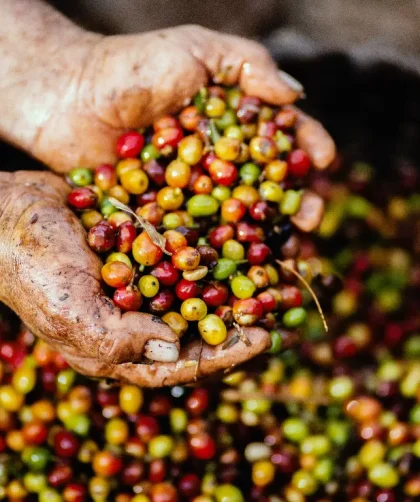 Manfaat Buah Kopi untuk Tubuh