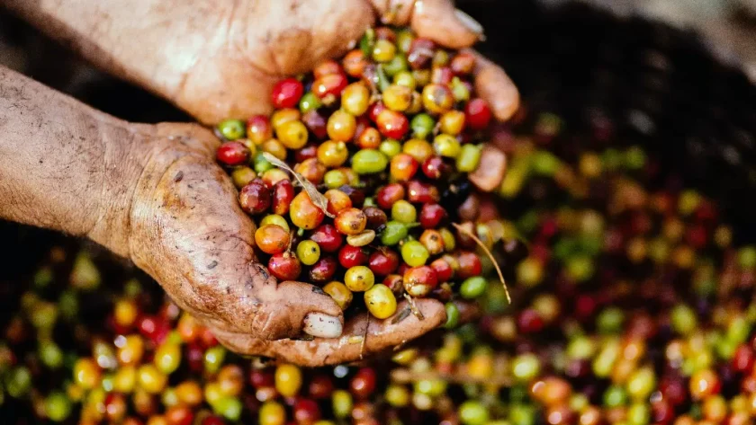 Manfaat Buah Kopi untuk Tubuh