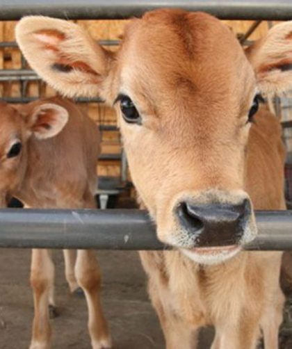 makanan sapi pedaging