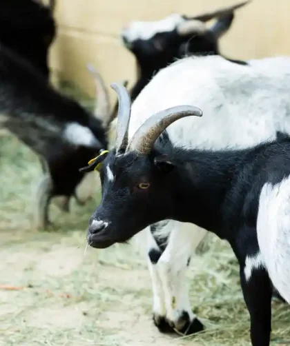 panduan memilih kambing qurban