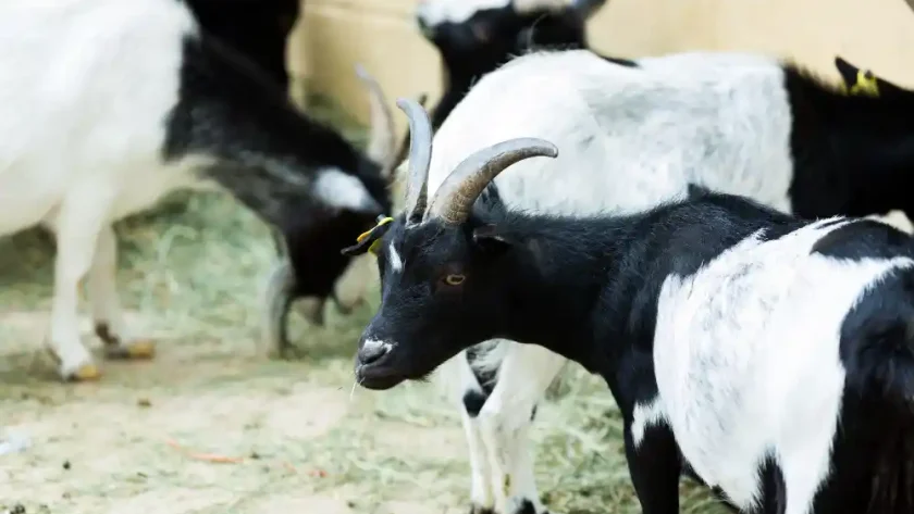 panduan memilih kambing qurban