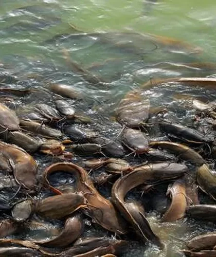 pakan lele dari daun dan tanaman air