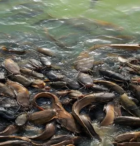 pakan lele dari daun dan tanaman air