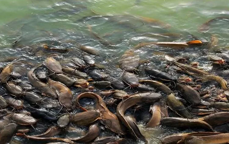 pakan lele dari daun dan tanaman air
