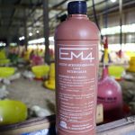 cara buat pakan fermentasi kambing dengan em4