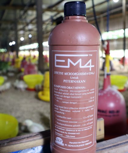 cara buat pakan fermentasi kambing dengan em4