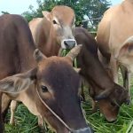 cara fermentasi jerami buat pakan sapi