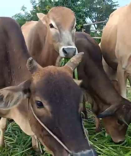 cara fermentasi jerami buat pakan sapi