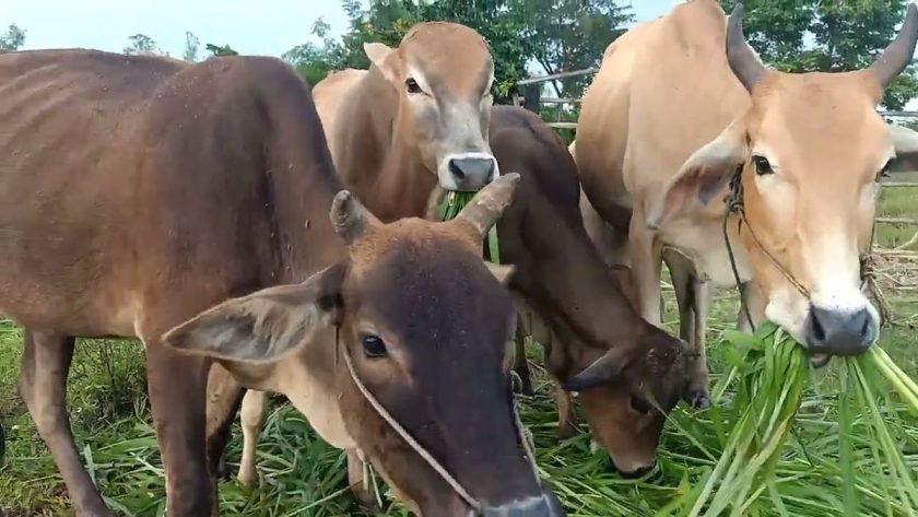 cara fermentasi jerami buat pakan sapi