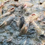 pakan ikan lele dari bekatul dan dedak