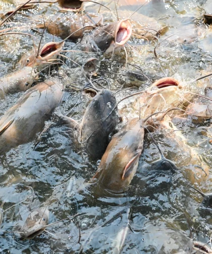 pakan ikan lele dari bekatul dan dedak