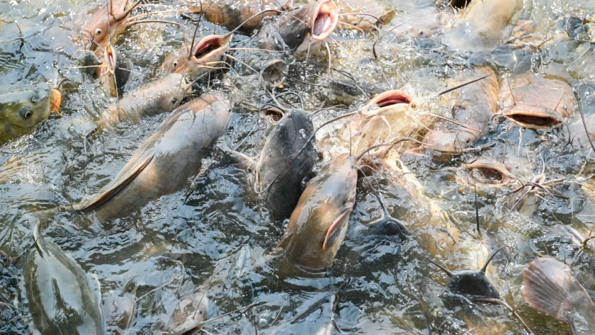 pakan ikan lele dari bekatul dan dedak