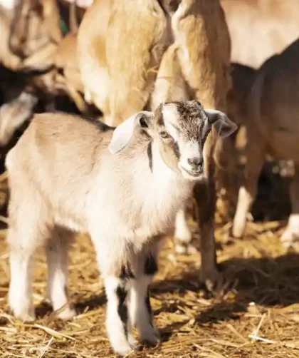 vaksinasi kambing di skala kecil