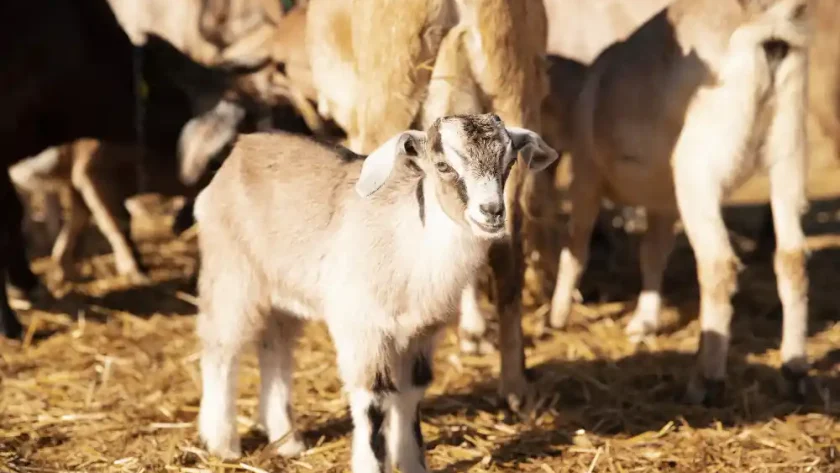 vaksinasi kambing di skala kecil