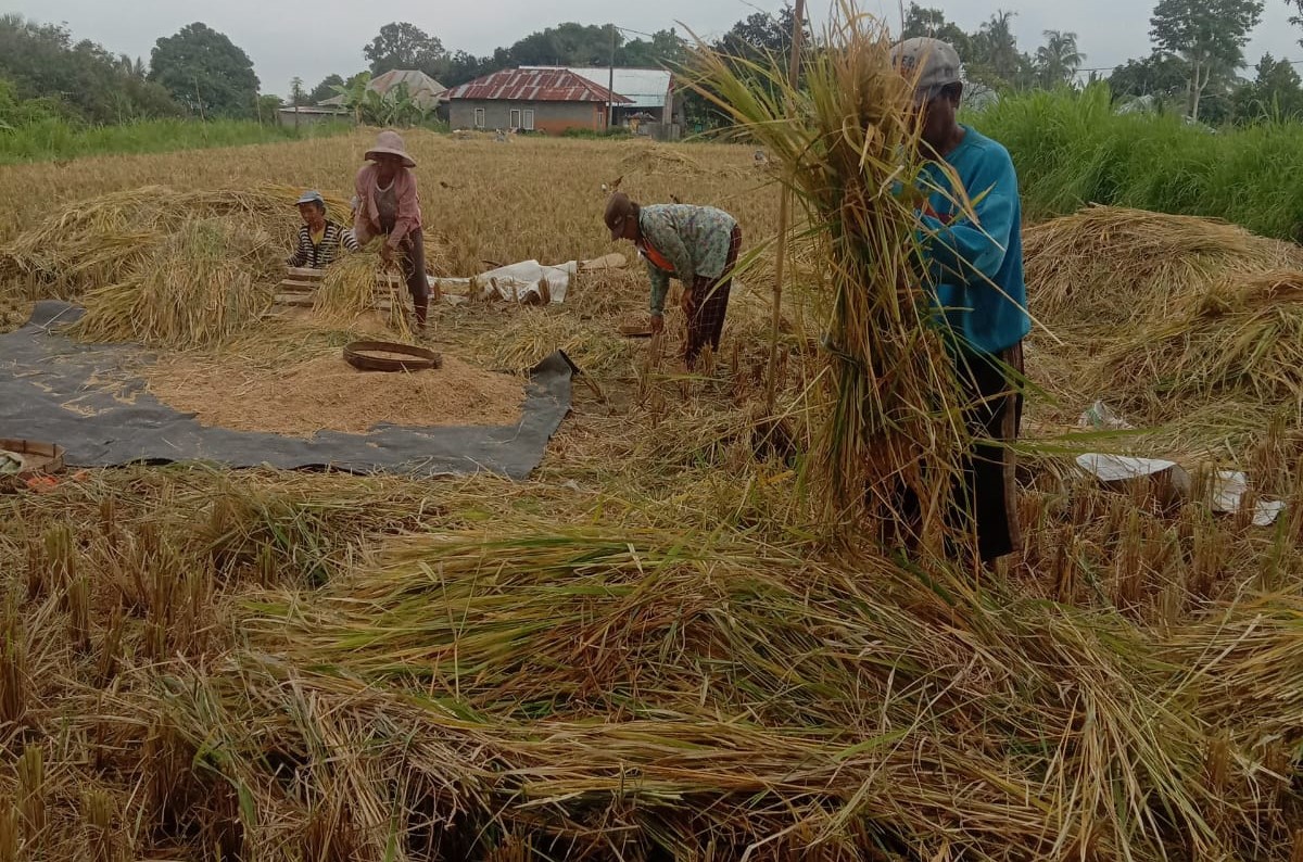 teknologi panen padi modern