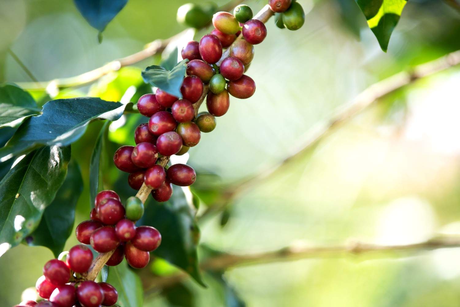 Budidaya Kopi Robusta Dengan Panduan Praktis