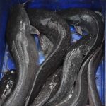 tips mencegah infeksi lele