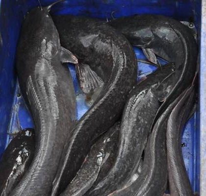 tips mencegah infeksi lele