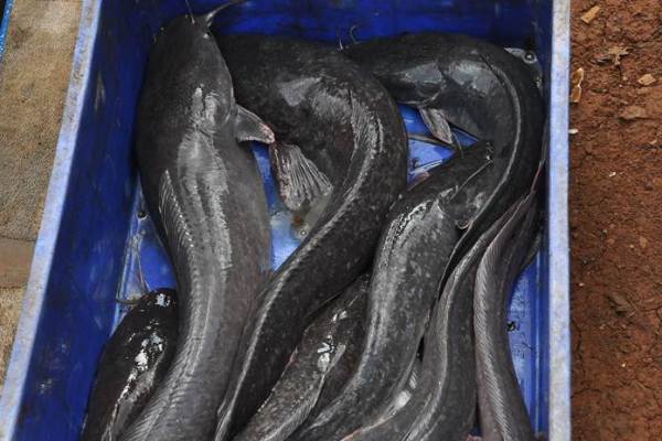 tips mencegah infeksi lele