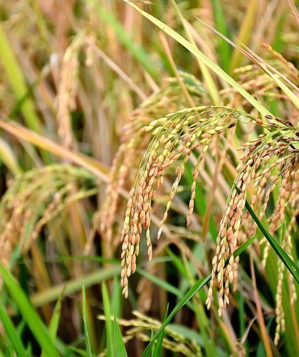 peluang usaha panen padi