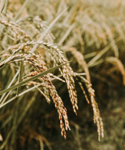 bisnis jasa panen padi