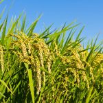 Peluang Bisnis Dari Padi