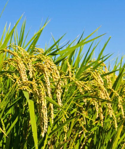 Peluang Bisnis Dari Padi