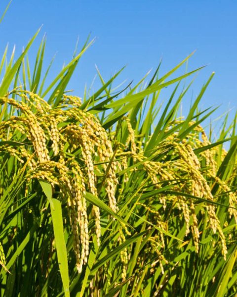 Peluang Bisnis Dari Padi