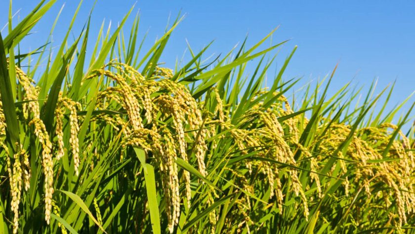 Peluang Bisnis Dari Padi