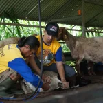 usaha penggemukan kambing cepat