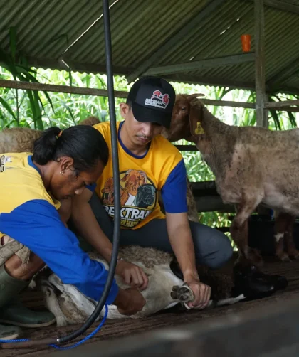 usaha penggemukan kambing cepat