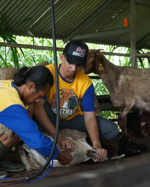 usaha penggemukan kambing cepat
