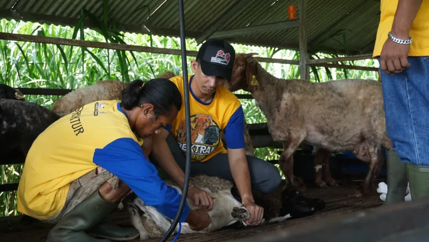usaha penggemukan kambing cepat