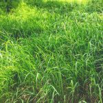 Cara Kerja Pencacah Rumput Multifungsi