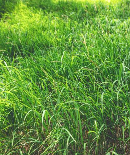 Cara Kerja Pencacah Rumput Multifungsi