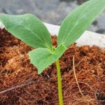 Tanaman hias media cocopeat