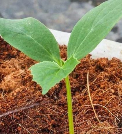 Tanaman hias media cocopeat