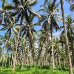 Potensi Wilayah Kelapa Indonesia